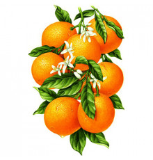 АЖ-1091 Гроздь апельсинов 31х48 см