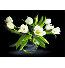 4077 Белые тюльпаны 37х49 см