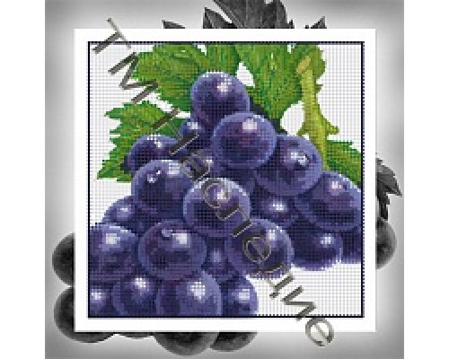 БСА25-008 Виноград